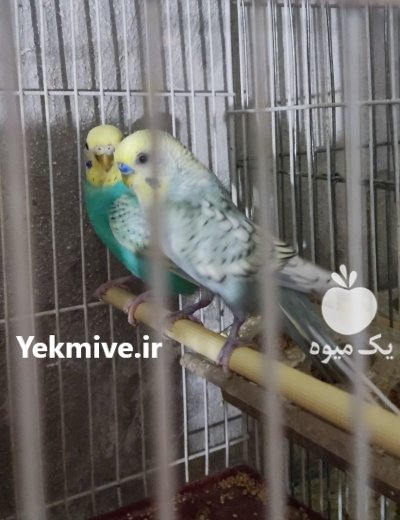 مرغ عشق اسپانگل و رینبو در تهران در گروه خرید و فروش انواع پرنده در یکمیوه -عکس2