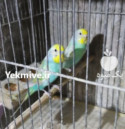 مرغ عشق اسپانگل و رینبو در تهران در گروه خرید و فروش انواع پرنده در یکمیوه -عکس4