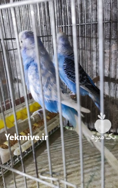 مرغ عشق اسپانگل و رینبو در تهران در گروه خرید و فروش انواع پرنده در یکمیوه -عکس3