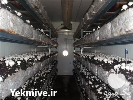 خرید کمپوست آماده جهت تولید قارچ در مشهد در گروه خرید و فروش قارچ در یکمیوه -عکس1