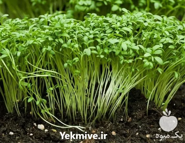 بذر شاهی با کیفیت و ارزان در گروه خرید و فروش سبزی های برگی در یکمیوه -عکس1