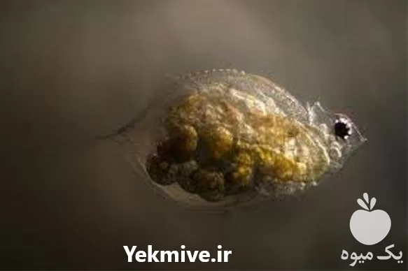 آموزش پرورش دافنی در گروه دوره آموزش کشاورزی در یکمیوه -عکس1