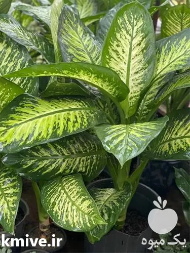 فروش گل دیفن در انواع مختلف در هرمز در گروه خرید و فروش گیاهان زینتی در یکمیوه -عکس1