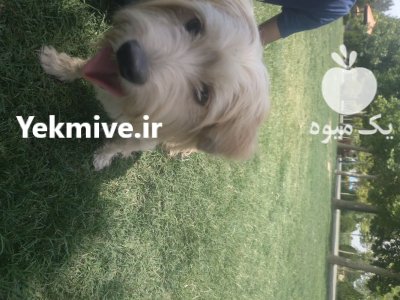 سگ شیتزو تریر نر در تهران در گروه سگ و گربه در یکمیوه -عکس1