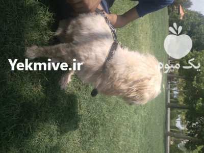 سگ شیتزو تریر نر در تهران در گروه سگ و گربه در یکمیوه -عکس2