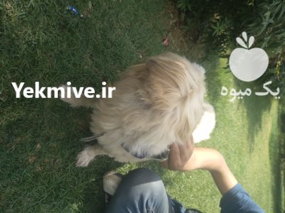 سگ شیتزو تریر نر در تهران در گروه سگ و گربه در یکمیوه -عکس3