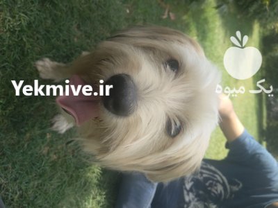 سگ شیتزو تریر نر در تهران در گروه سگ و گربه در یکمیوه -عکس4