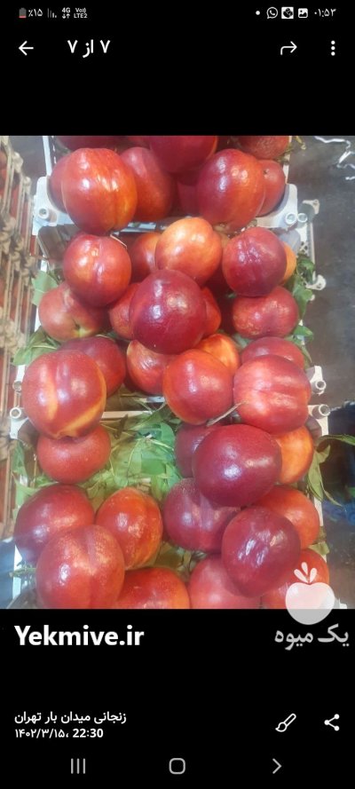 باربارکن میوه شلیل هلو و مرکبات در گروه بار بارکن محصولات کشاورزی در یکمیوه -عکس1