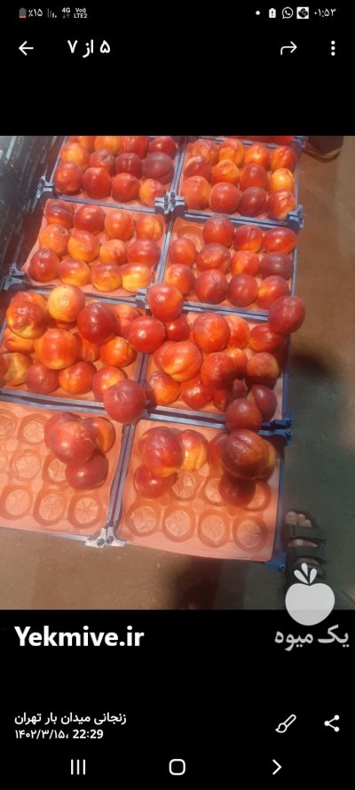 باربارکن میوه شلیل هلو و مرکبات در گروه بار بارکن محصولات کشاورزی در یکمیوه -عکس2