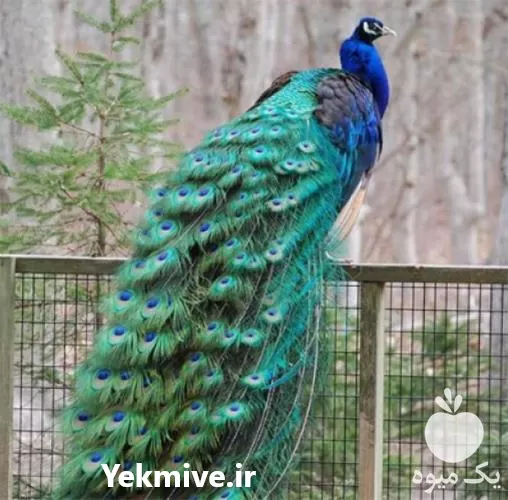 خرید تخم نطفه دار طاووس هندی در گروه انواع تخم ها در یکمیوه -عکس1