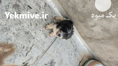 سگ شیتزو دوساله نر واکسن زده در گروه سگ و گربه در یکمیوه -عکس2