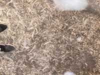 فروش کود مرغی در کرمانشاه در گروه خرید و فروش کود مرغی در یکمیوه