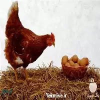 تا صد دوره پرورش مرغ تخم در تهران در گروه دوره آموزش کشاورزی در یکمیوه