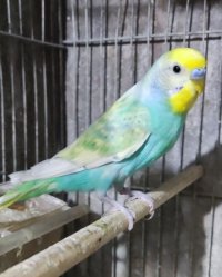 مرغ عشق اسپانگل و رینبو در تهران در گروه خرید و فروش انواع پرنده در یکمیوه