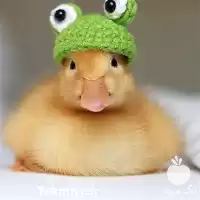 فروش جوجه اردک بومی در گروه مرغ و خروس و بوقلمون و اردک قو قاز در یکمیوه