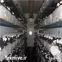 خرید کمپوست آماده جهت تولید قارچ در مشهد در گروه خرید و فروش قارچ در یکمیوه