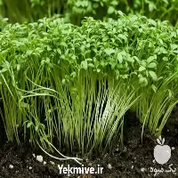 بذر شاهی با کیفیت و ارزان در گروه خرید و فروش سبزی های برگی در یکمیوه