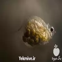 آموزش پرورش دافنی در گروه دوره آموزش کشاورزی در یکمیوه