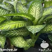 فروش گل دیفن در انواع مختلف در هرمز در گروه خرید و فروش گیاهان زینتی در یکمیوه