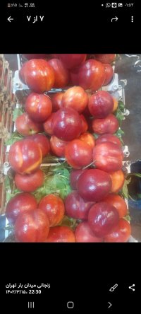 باربارکن میوه شلیل هلو و مرکبات
