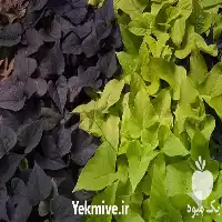 فروش گیاه آپارتمانی ایپومیا در تهران در گروه خرید و فروش گیاهان زینتی در یکمیوه