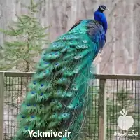 خرید تخم نطفه دار طاووس هندی در گروه انواع تخم ها در یکمیوه