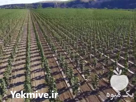 فروش زراعت چوب در سمنان در گروه خرید و فروش انواع چوب در یکمیوه -عکس1