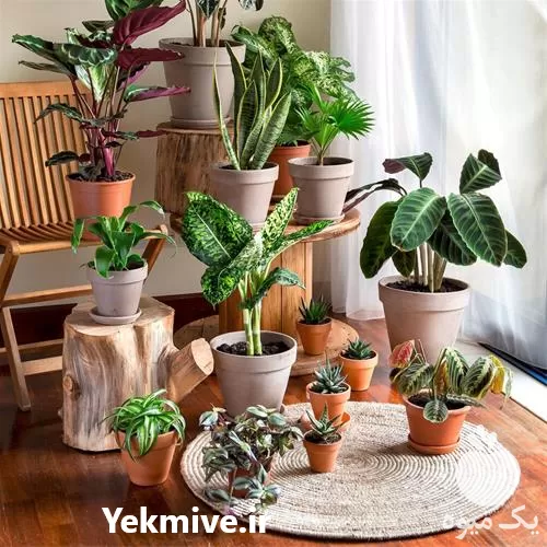 تا صد دوره آموزش پرورش گیاهان در گروه دوره آموزش کشاورزی در یکمیوه -عکس1