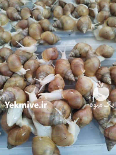 حلزون آلبینو در ورامین در گروه انواع محصولات شیلات در یکمیوه -عکس1