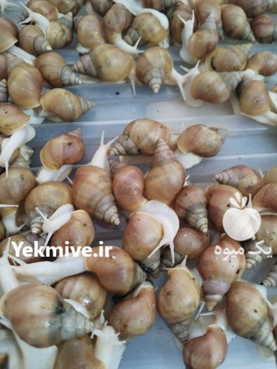 حلزون آلبینو در ورامین در گروه انواع محصولات شیلات در یکمیوه -عکس2