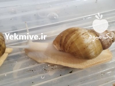 حلزون آلبینو در ورامین در گروه انواع محصولات شیلات در یکمیوه -عکس3