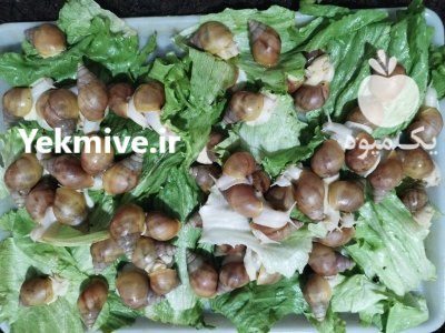 حلزون آلبینو در ورامین در گروه انواع محصولات شیلات در یکمیوه -عکس4