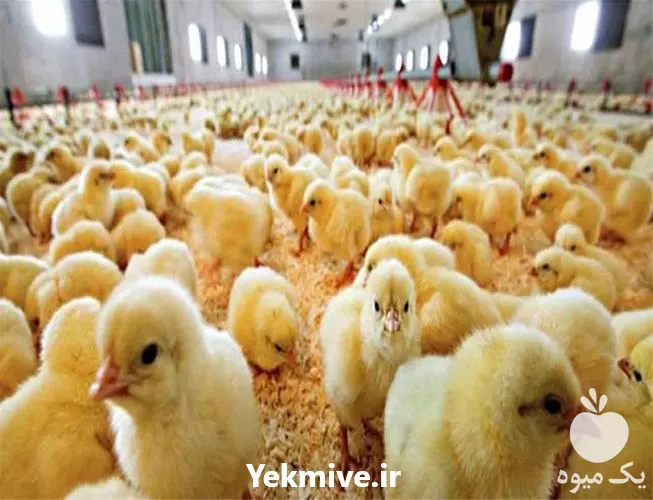 خرید قیمت جوجه یکروزه گوشتی راس در تهران در گروه مرغ و خروس و بوقلمون و اردک قو قاز در یکمیوه -عکس1