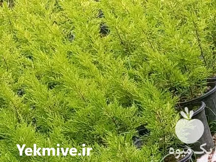 قیمت خرید کاج لاوسون در گروه خرید و فروش گیاهان زینتی در یکمیوه -عکس1