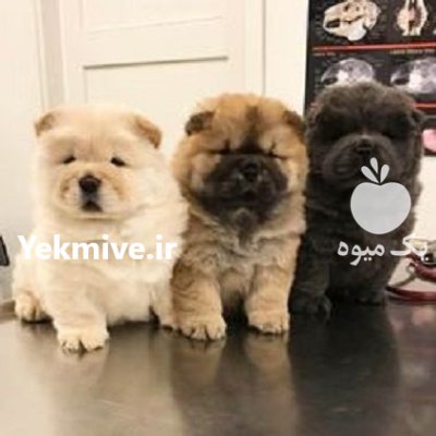 ویژه ی توله سگ چاو چاو در گروه سگ و گربه در یکمیوه -عکس1