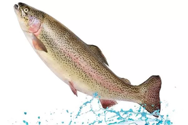 تا صد دوره آموزشی پرورش ماهی در تهران در گروه دوره آموزش کشاورزی در یکمیوه -عکس1