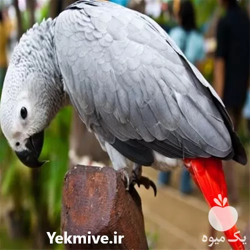 نطفه دار کاسکو خرید تخم نطفه در گروه انواع تخم ها در یکمیوه -عکس1