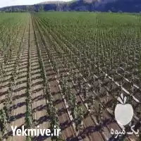 فروش زراعت چوب در سمنان در گروه خرید و فروش انواع چوب در یکمیوه