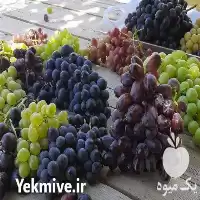 خرید نهال انگور یک ساله دوساله در گروه خرید و فروش نهال انگور در یکمیوه
