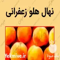 فروش نهال ارقام هلو زعفرانی در گروه خرید و فروش نهال در یکمیوه