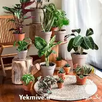 تا صد دوره آموزش پرورش گیاهان در گروه دوره آموزش کشاورزی در یکمیوه