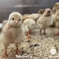 جوجه یک روزه به صورت عمده در گروه مرغ و خروس و بوقلمون و اردک قو قاز در یکمیوه