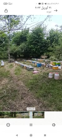 عسل در بابل  در گروه خرید و فروش زنبورعسل در یکمیوه