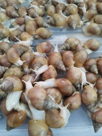 حلزون آلبینو در ورامین در گروه انواع محصولات شیلات در یکمیوه