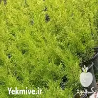 قیمت خرید کاج لاوسون در گروه خرید و فروش گیاهان زینتی در یکمیوه