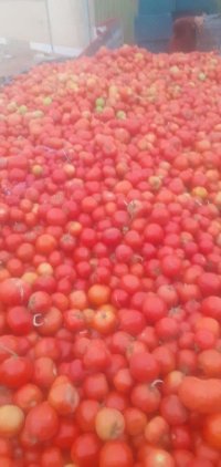 خریدار گوجه ربی بصورت عمده در شیراز در گروه خرید و فروش گوجه فرنگی در یکمیوه