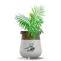 عمده گیاه نخل شامادورا انواع گل در تبریز در گروه خرید و فروش گیاهان زینتی در یکمیوه