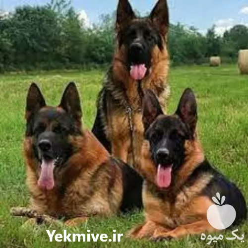 قیمت خرید سگ ژرمن شولاین اصیل در تهران در گروه سگ و گربه در یکمیوه -عکس1