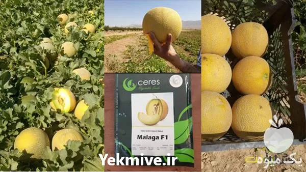 فروش بذر خربزه در گروه خرید و فروش بذر خربزه در یکمیوه -عکس1
