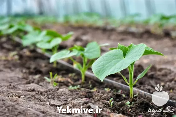 اجرای سیستم آبیاری قطره ای تامین در گروه خرید و فروش دستگاه آبیاری در یکمیوه -عکس1